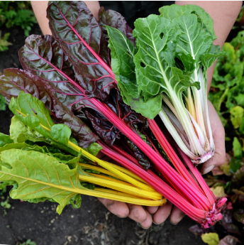 Organic Colored Swiss Chard (Acelga de Colores). Sustainable, regenerative cultivation. Supports bone, eye, and immune health.