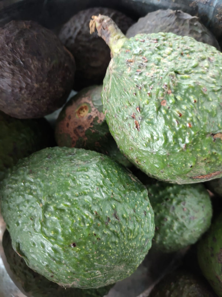 Organic Hass avocado from sustainable, regenerative cultivation.