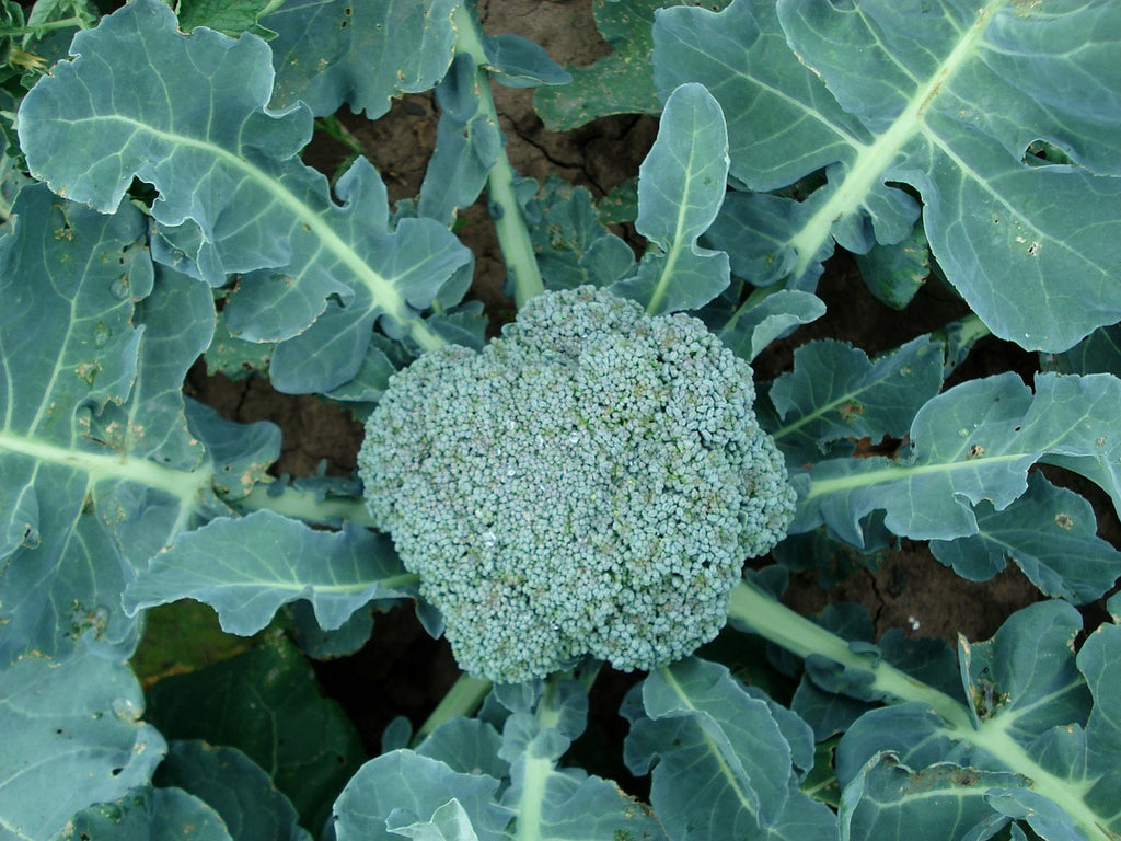 Beyond organic sustainable broccoli. Regenerative cultivation, anti-oxidant, supports immune and heart wellness.