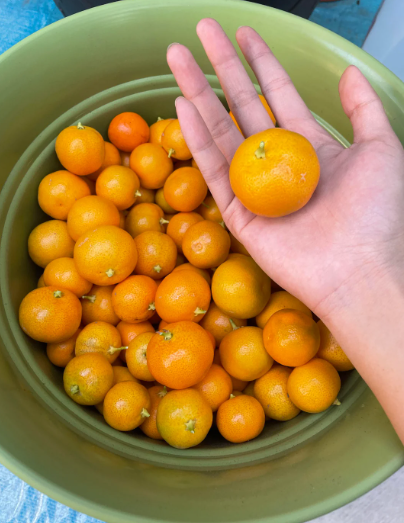 Organic calamondín fruit from sustainable and regenerative cultivation in Alotenango. Jugoso y delicioso.