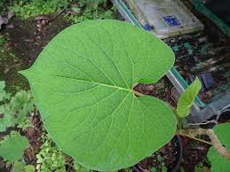 Organic Hoja Santa leaf (Piper Auritum) for wrapping tamales/fish. Sustainable, regenerative cultivation with characteristic anise flavor.