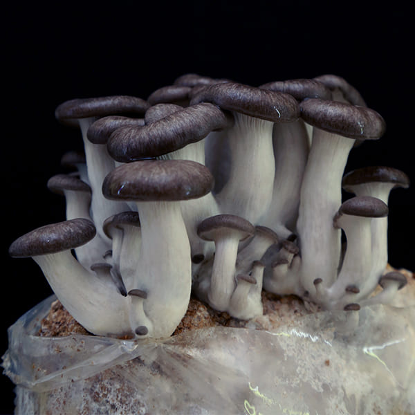 All natural sustainable mushrooms. Regenerative, anti-oxidant, supports brain and immune wellness.