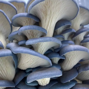 All natural sustainable mushrooms. Regenerative, anti-oxidant, supports brain and immune wellness.