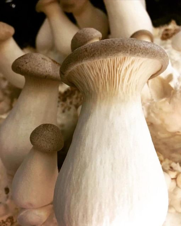 All natural sustainable mushrooms. Regenerative, anti-oxidant, supports brain and immune wellness.