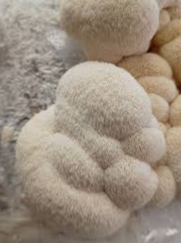 All natural sustainable mushrooms. Regenerative, anti-oxidant, supports brain and immune wellness.