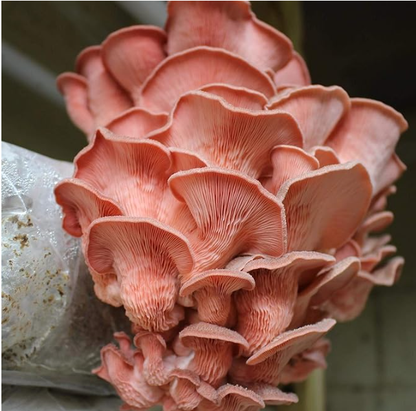 All natural sustainable mushrooms. Regenerative, anti-oxidant, supports brain and immune wellness.