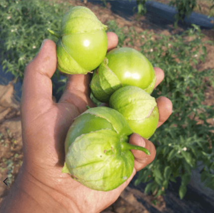 Fresh, green "beyond organic" Miltomate (tomatillo) with husk. Regenerative and sustainable for immune wellness.