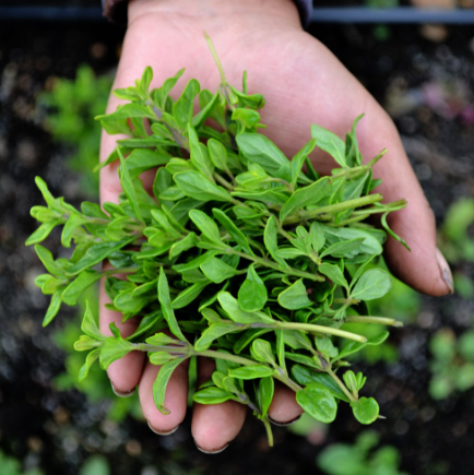 Fresh organic Menta Peperita (Peppermint) leaves. Regenerative cultivation promotes digestive wellness and ethical sourcing.