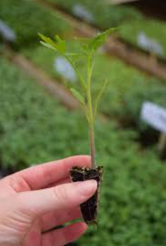 Young organic tomato, cucumber, and jalapeño seedlings (pilones). Regenerative and sustainable plants.