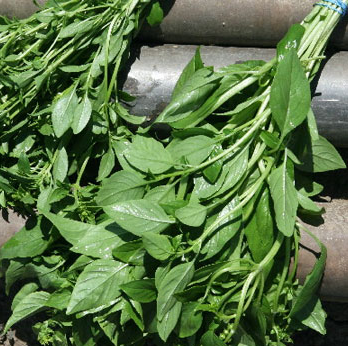 Fresh bunch of organic Quilete leaves. Sustainable and regenerative cultivation for nutrient dense greens.