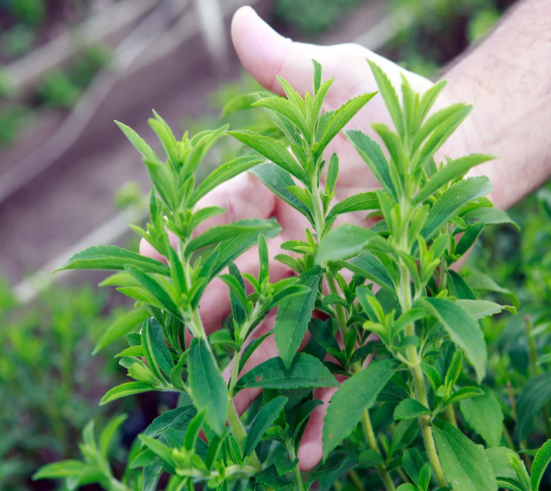 Fresh organic Stevia leaves. Regenerative cultivation for blood sugar support and anti-oxidant wellness.