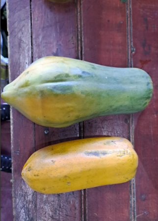 Organic medium papaya. Sustainable, regenerative cultivation. Anti-inflammatory, supports immune function and digestive health.