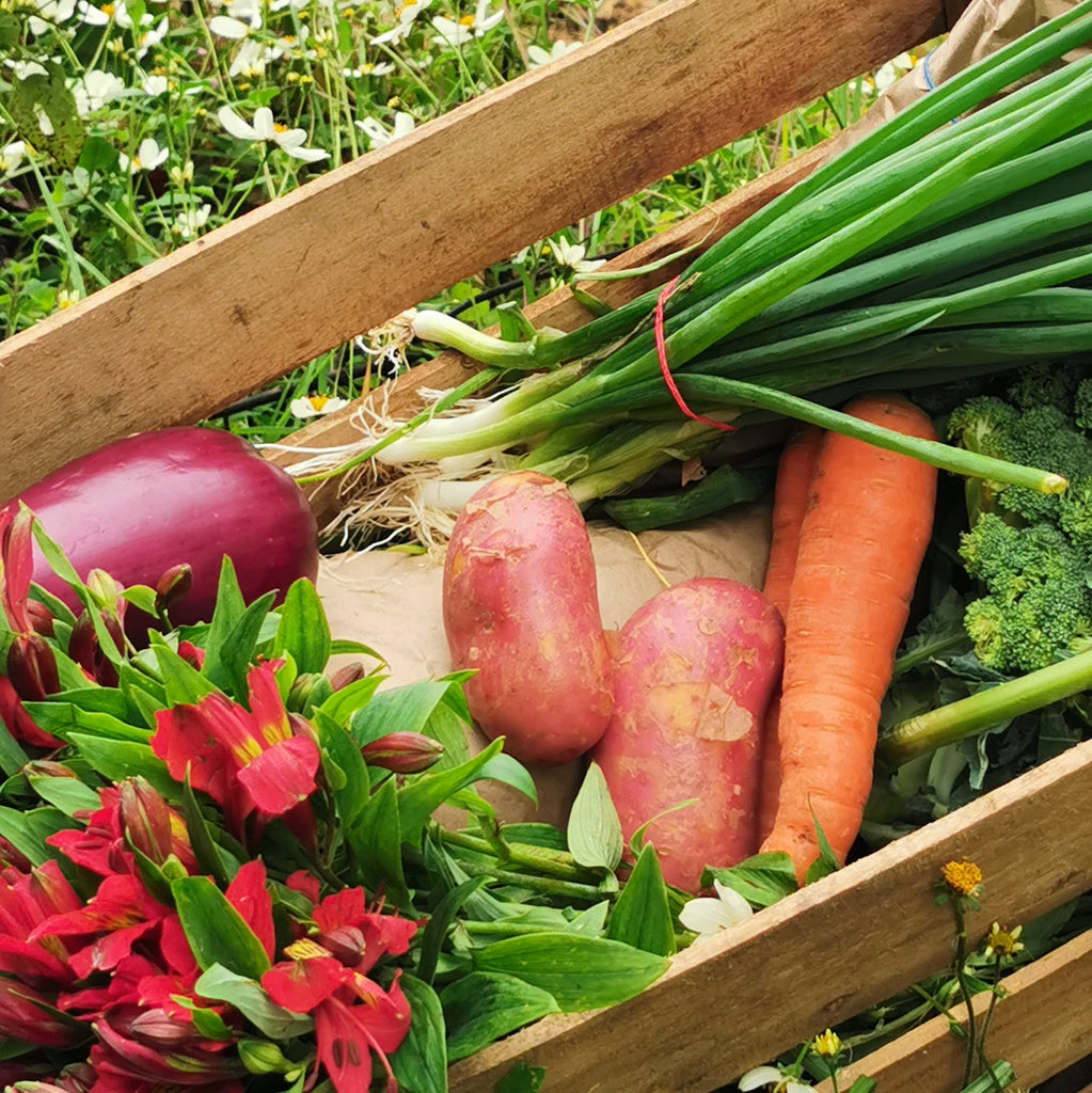 organic vegetables in Guatemala box of organic produce organic verduras organicas en guatemala