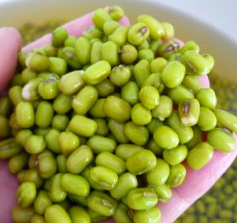 Beyond organic sustainable soy beans. Regenerative, high protein, supports heart and immune wellness.