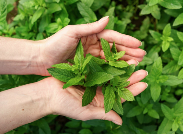Organic Hierbabuena (Spearmint) herb. Sustainable, regenerative cultivation. Digestive aid, anti-inflammatory, relives nausea.