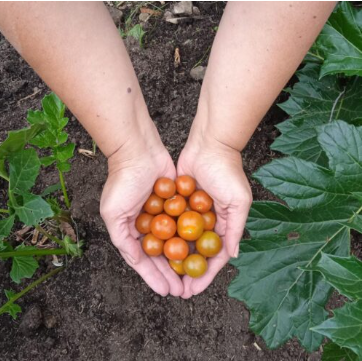 Organic Cherry Tomatoes (Tomate Cherry Orgánico). Sustainable, regenerative cultivation. Supports immune function, healthy skin and vision.