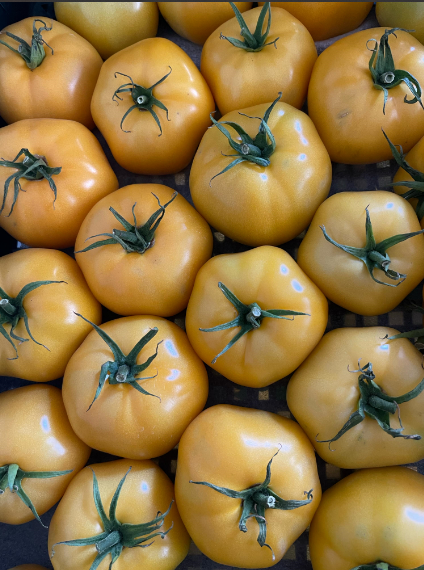 Organic sustainable heirloom yellow tomatoes. Regenerative, nutrient dense for cardiovascular wellness.