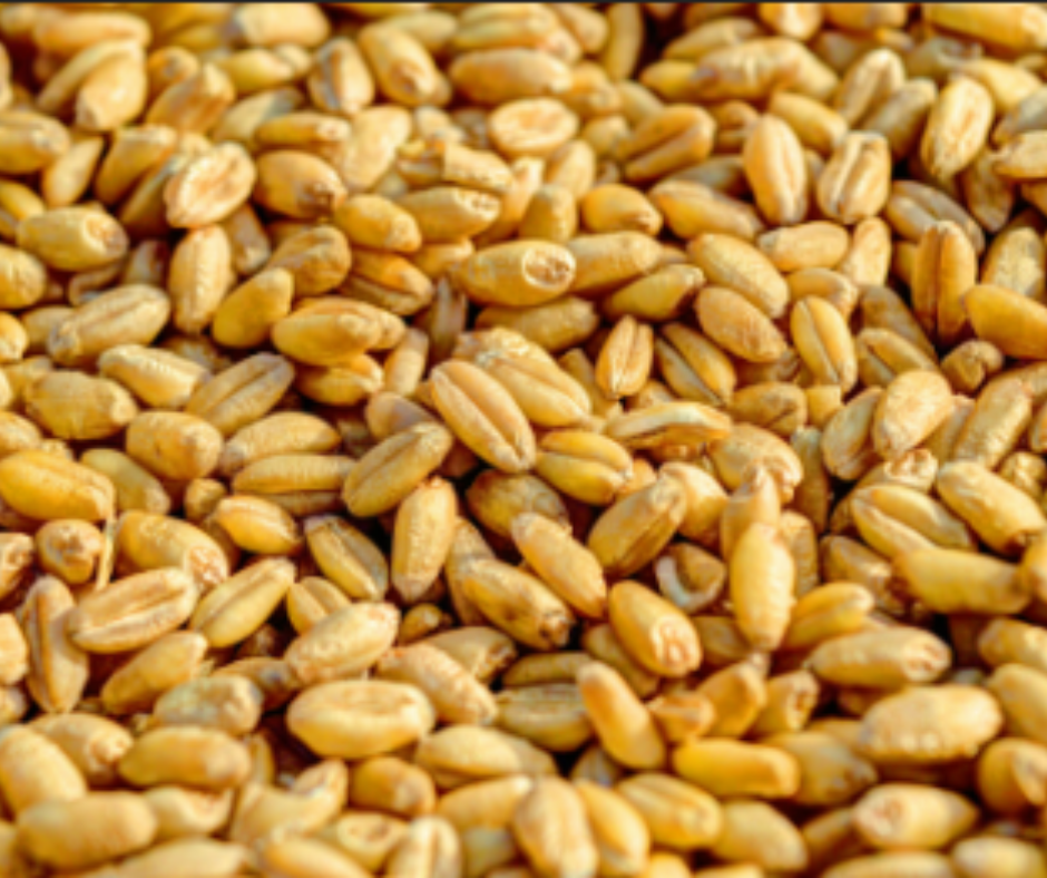 Organic Criollo Wheat, unprocessed, whole-grain from sustainable, regenerative cultivation. Ancestral varietal rich in anti-oxidants.