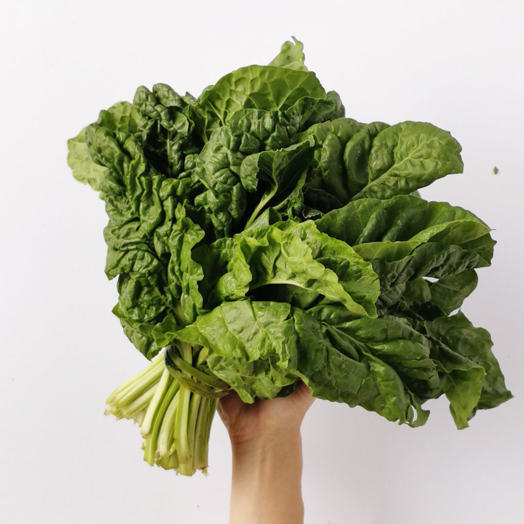 resh bunch of "beyond organic" Swiss chard (Acelga). Regenerative and sustainable cultivation for heart and immune wellness.