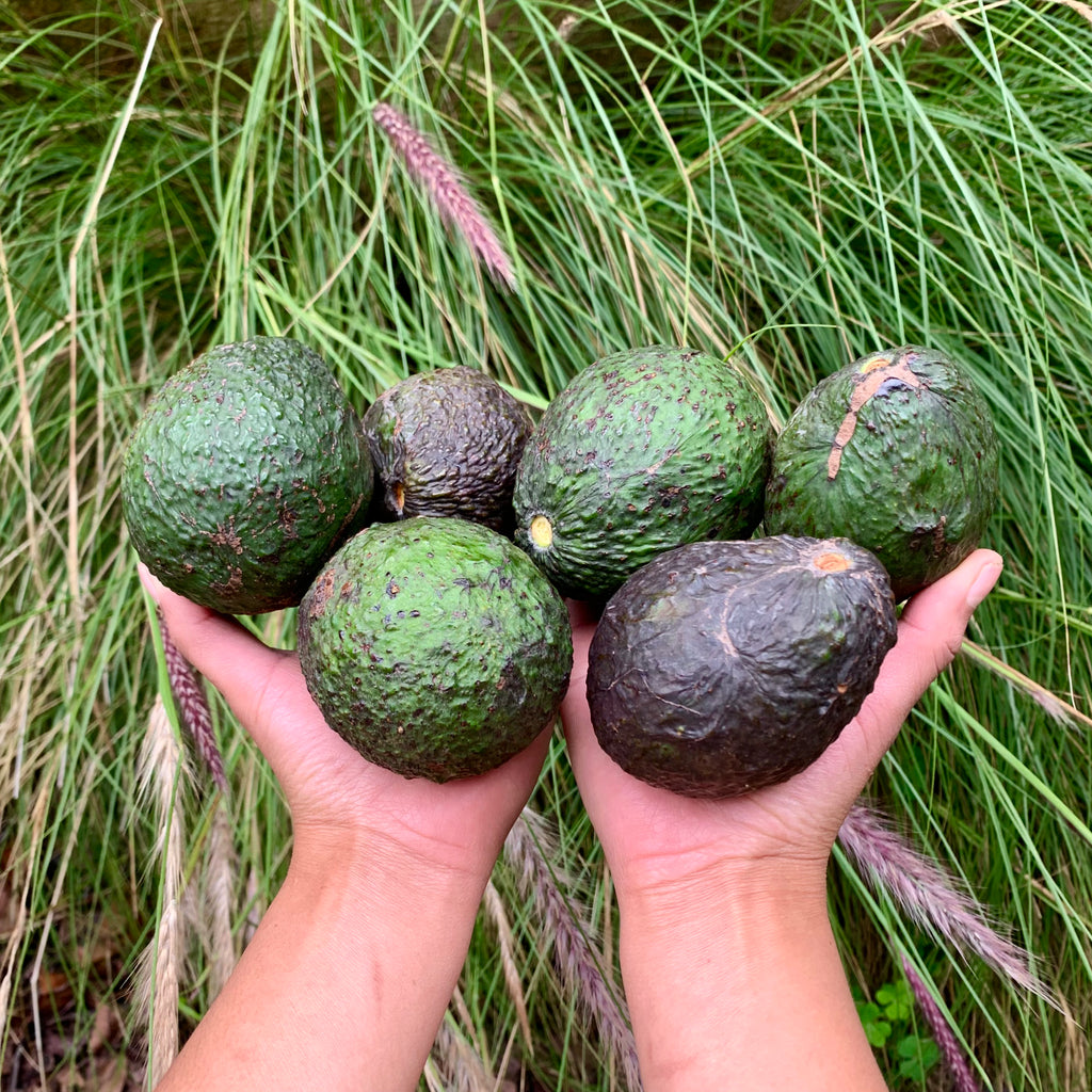 Organic Hass avocado from sustainable, regenerative cultivation.