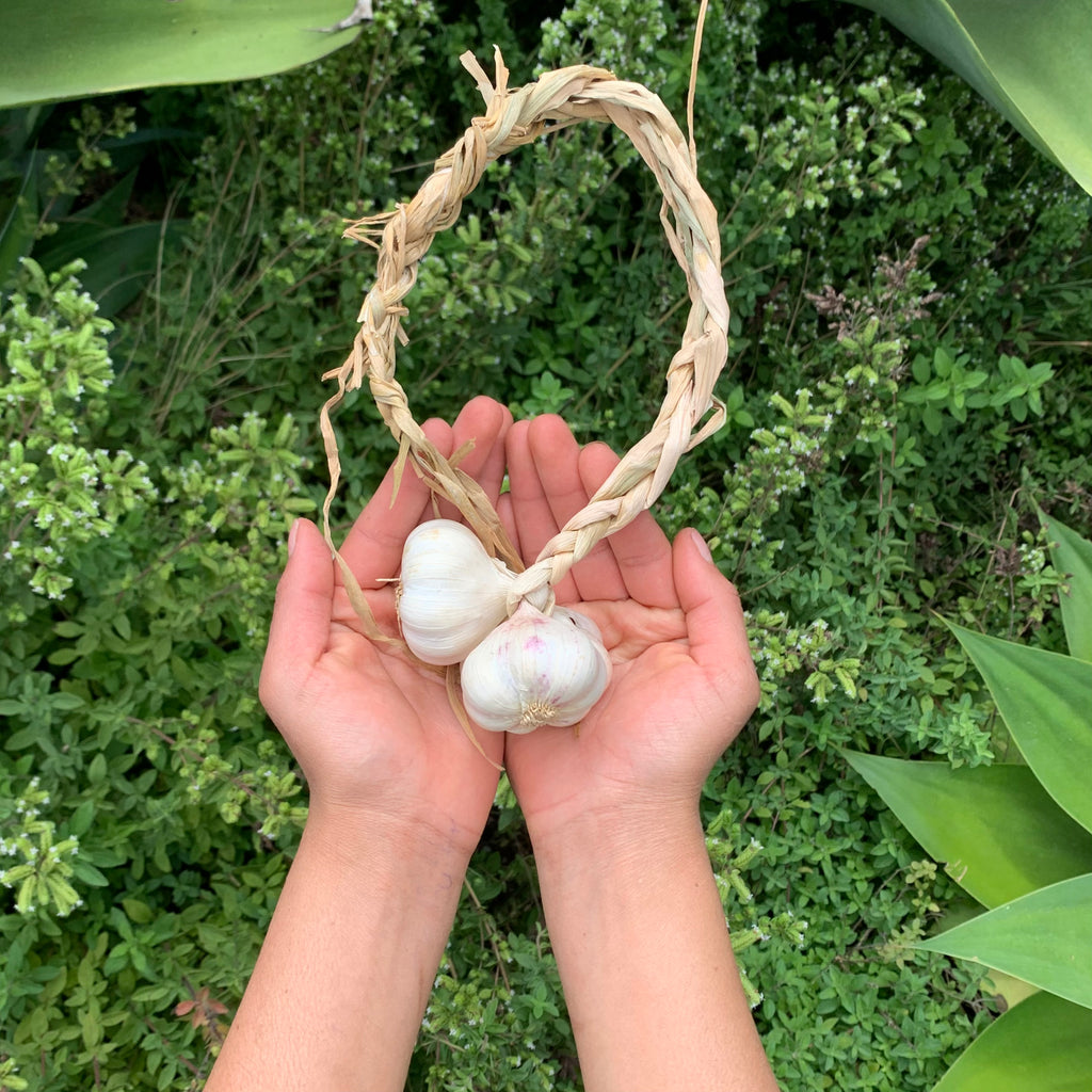 Beyond organic sustainable garlic. Regenerative, anti-oxidant, supports heart and immune wellness.