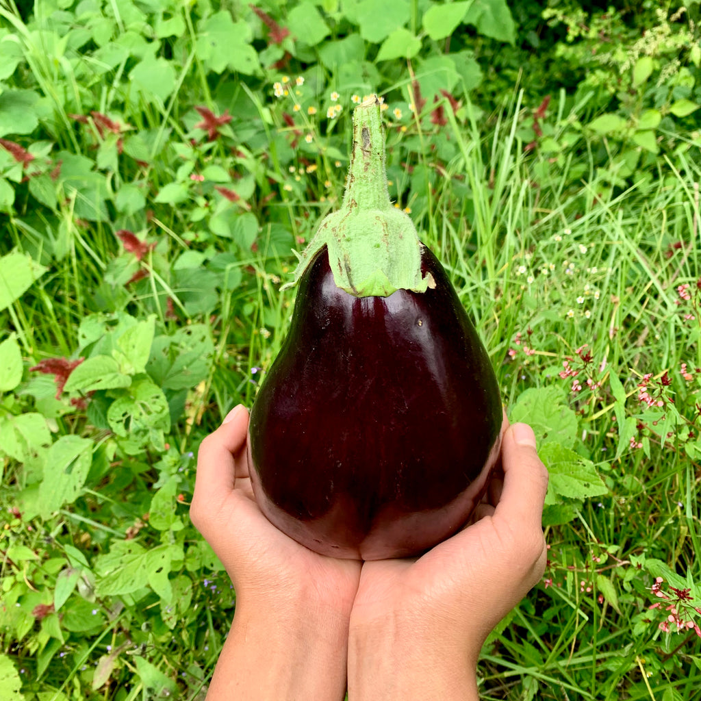 Whole, fresh "beyond organic" Berenjena (eggplant). Regenerative and sustainable cultivation for digestive wellness.
