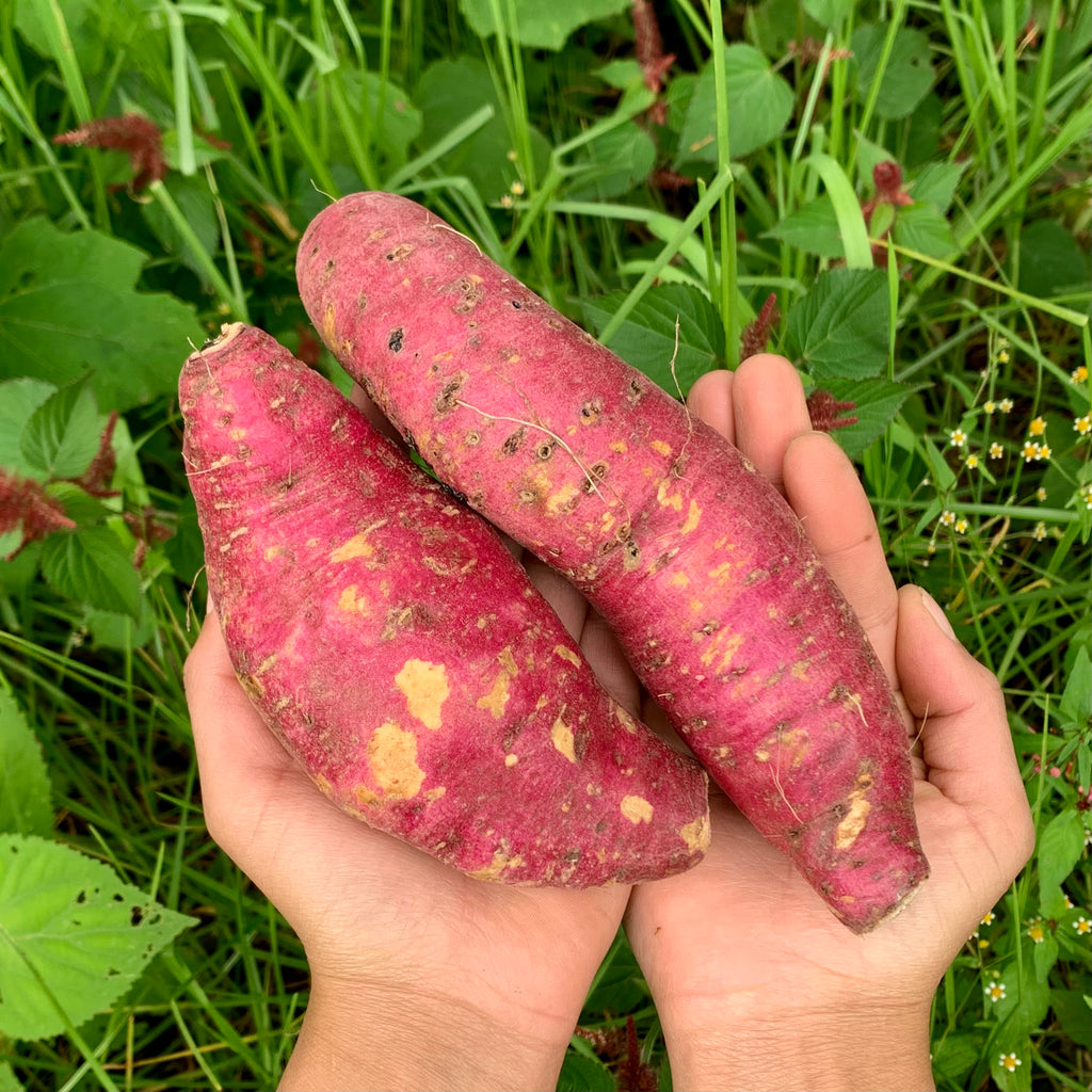 Organic Camote (Sweet Potato). Sustainable, regenerative cultivation. High in fiber and supports healthy blood sugar levels.