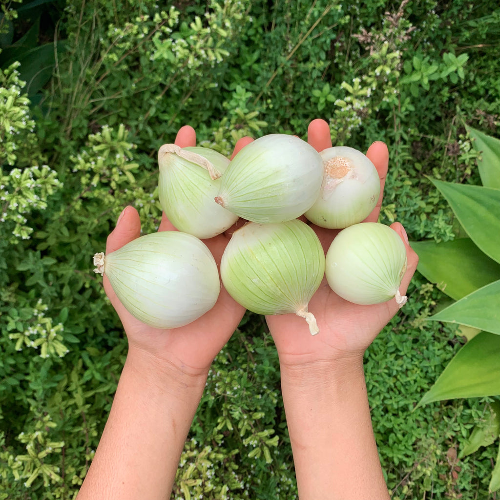 Beyond organic sustainable White Onion. Regenerative produce, anti-oxidant, supports immune wellness and collagen.