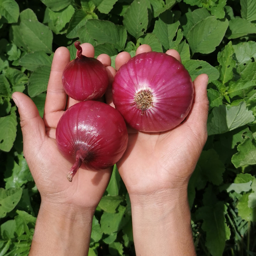 Beyond organic sustainable Red Onion. Regenerative produce, anti-oxidant, supports cholesterol wellness.