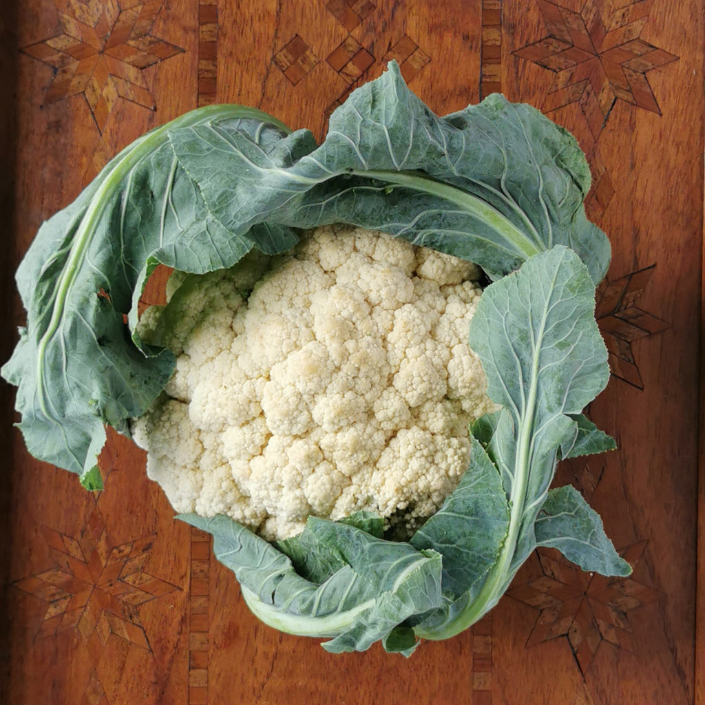 Whole head of fresh "beyond organic" cauliflower. Regenerative and sustainable cultivation for nutrient dense vegetables.