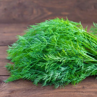 Fresh bunch of "beyond organic" dill (Eneldo). Regenerative and sustainable herb for digestive wellness.