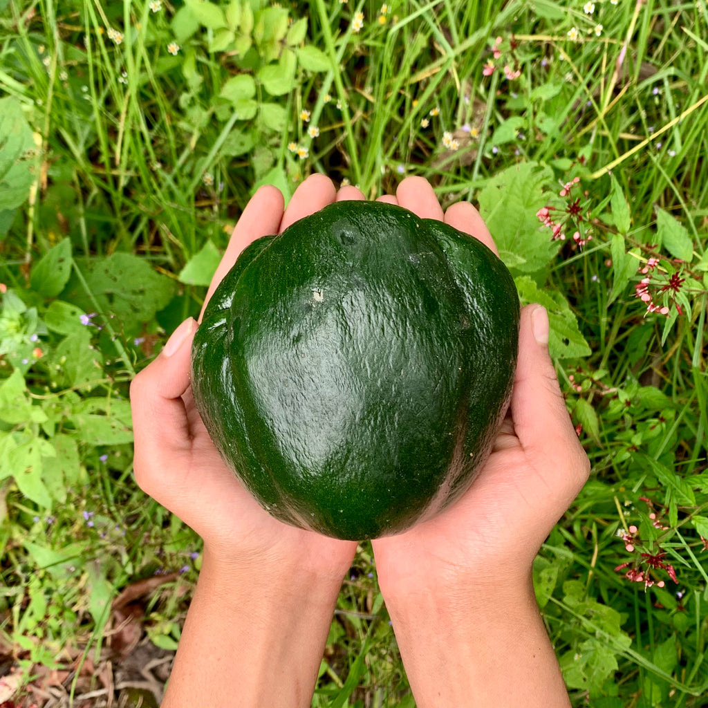 Organic Güisquil (Chayote) squash. Sustainable, regenerative cultivation. High in fiber and anti-oxidant benefits.