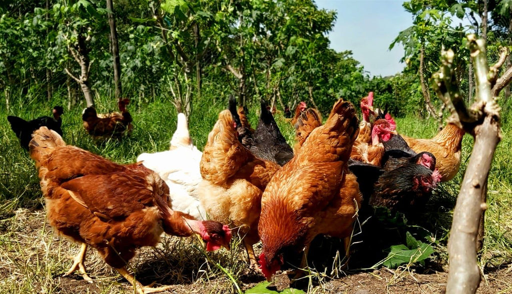 Organic pasture-raised eggs. Sustainable, regenerative cultivation. Supports immune function and bone/eye health.