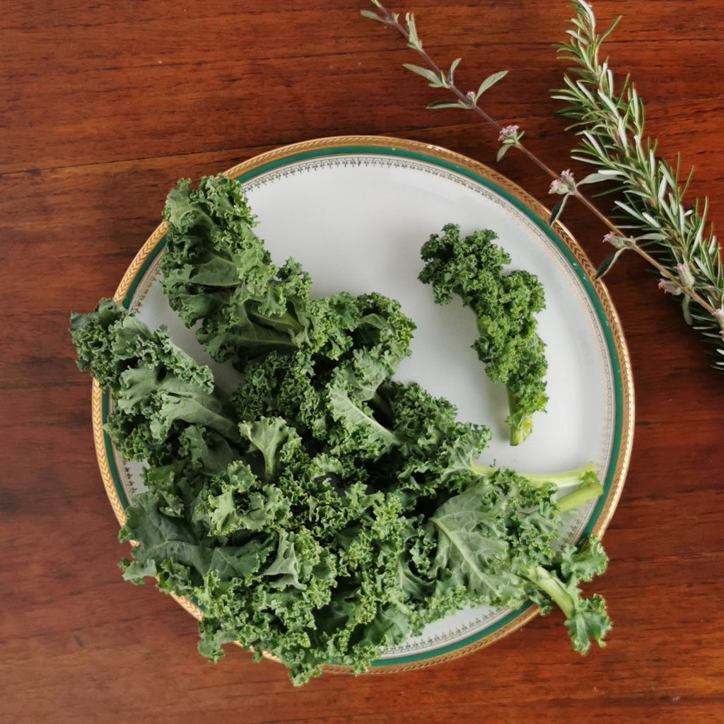 Fresh bunches of "beyond organic" curly green kale. Regenerative and sustainable cultivation for nutrient dense greens.