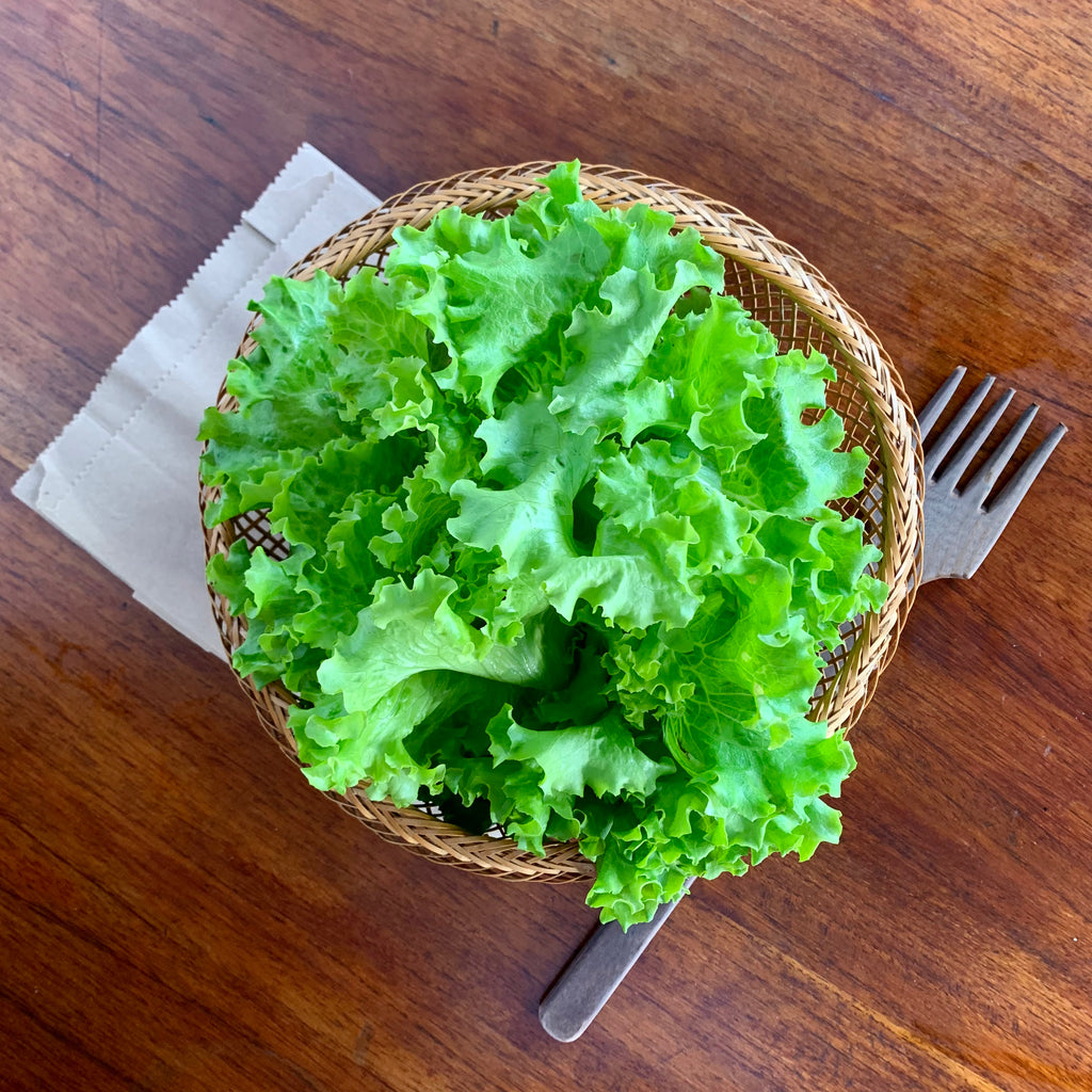 Beyond organic sustainable Escarole Lettuce. Regenerative produce, anti-oxidant, supports digestive wellness.