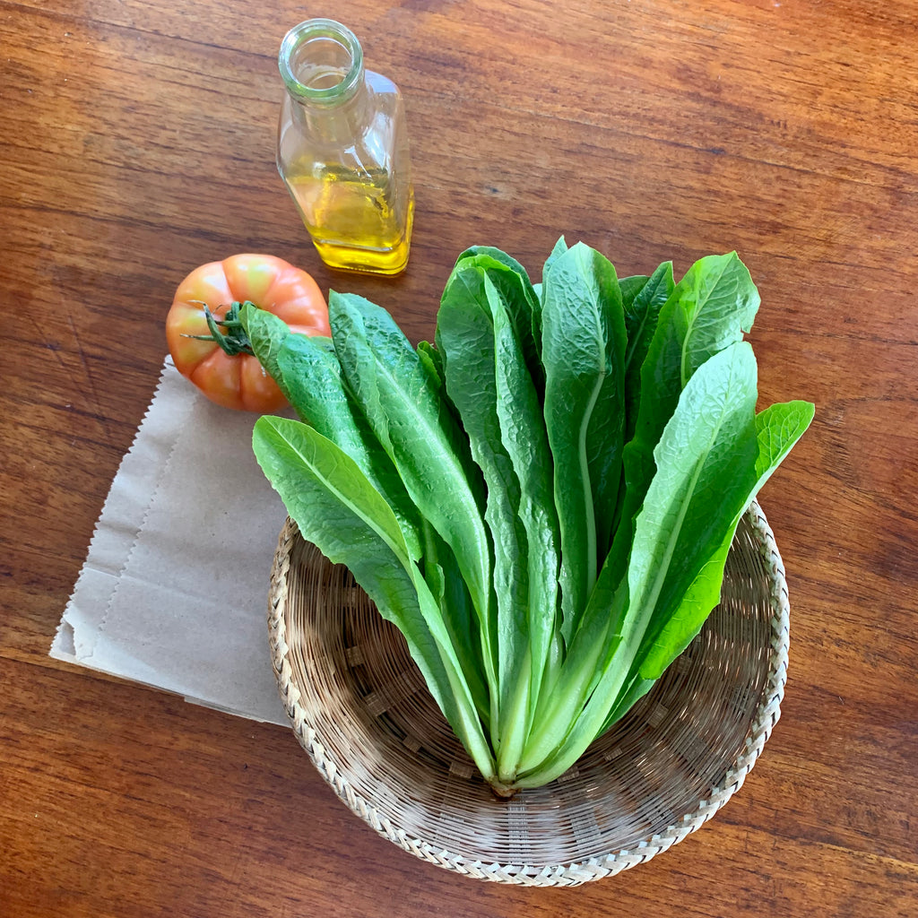 Organic Romaine Lettuce (Lechuga romana). Sustainable, regenerative cultivation. Supports eye health and immune function. Nutrient dense.