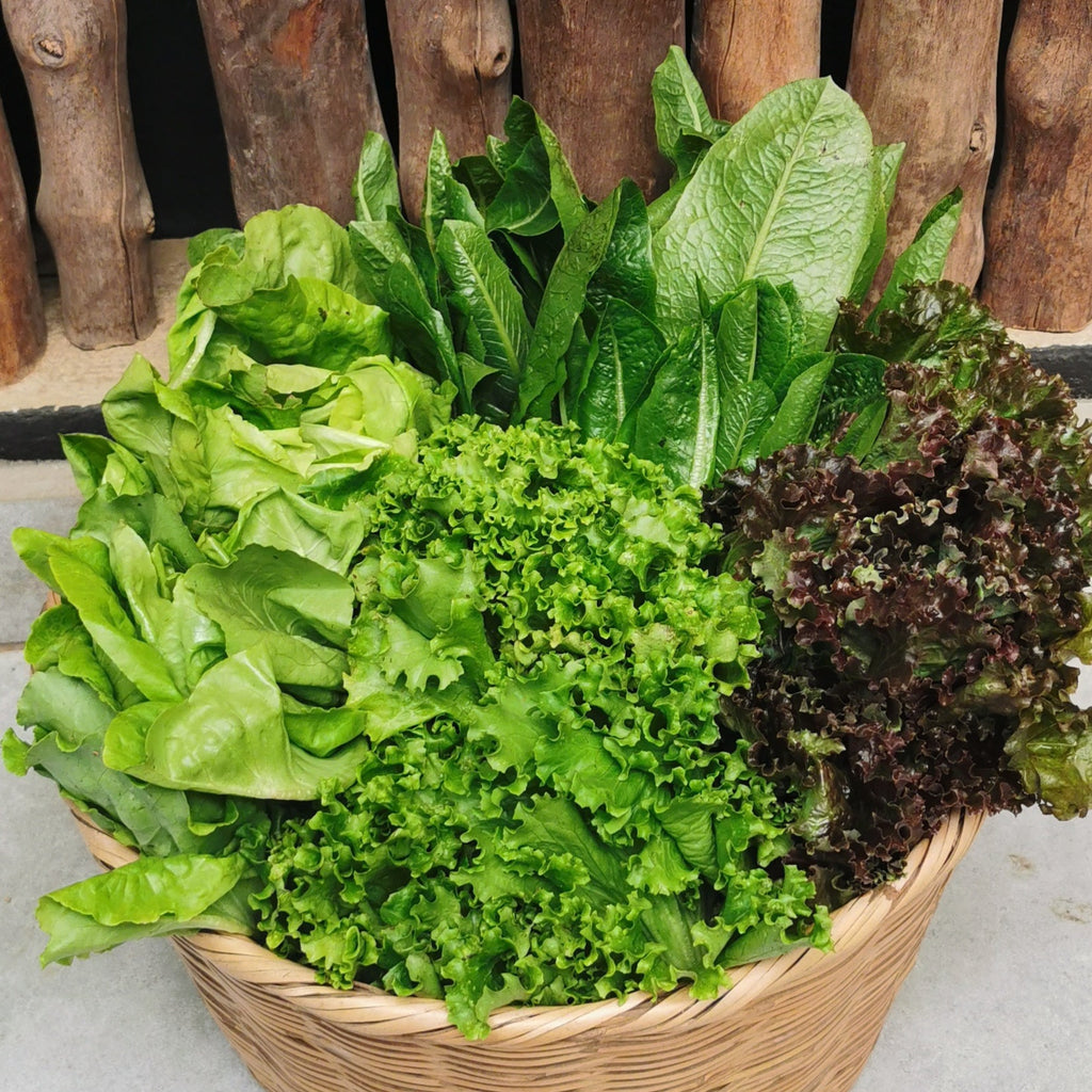 Organic Lettuce Mix (butter, escarole, romaine). Sustainable, regenerative cultivation. High in fiber and nutrient dense.