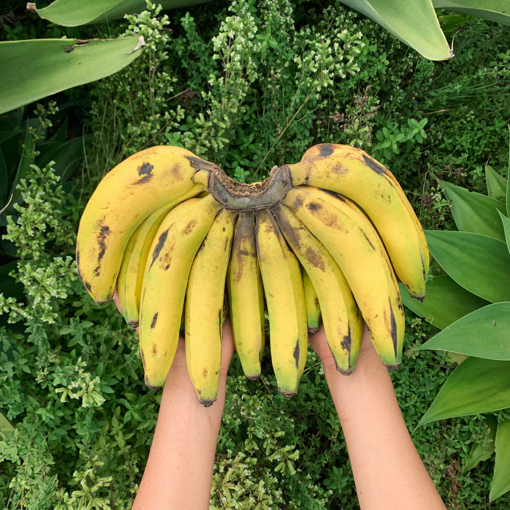 Cluster of organic bananas (banano). Regenerative and sustainable cultivation for heart and mood wellness.