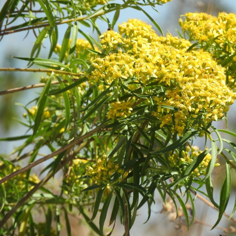 Organic Chilca plant. Regenerative cultivation promotes anti-inflammatory, anti-oxidant wellness.