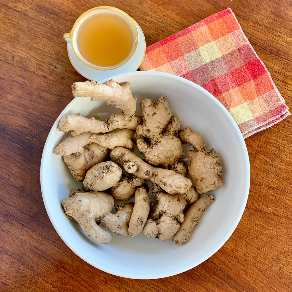 Fresh organic Jengibre (Ginger) root. Regenerative cultivation supports anti-inflammatory and digestive wellness.