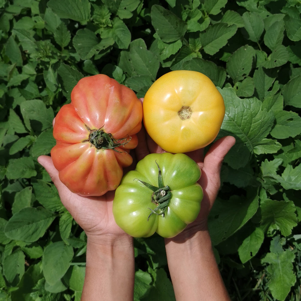 three different colored heirloom tomatoes, with red, yellow, and green hues, surrounded by green foliage.