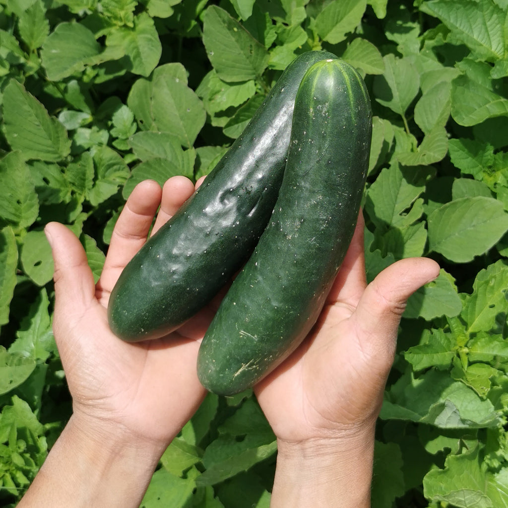 Beyond organic sustainable cucumber. Regenerative produce, anti-oxidant, supports hydration and skin wellness.