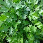 Organic parsley from sustainable, regenerative cultivation. Nutrient dense, antioxidant, supports bone health.