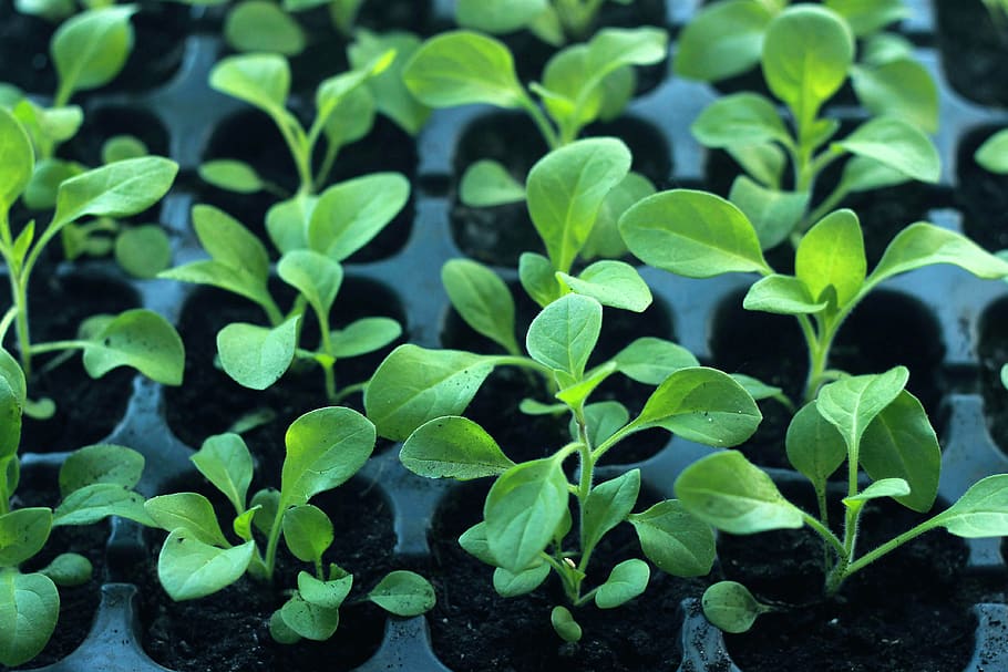 Organic assorted seedlings. Sustainable plants for regenerative cultivation in your home garden.