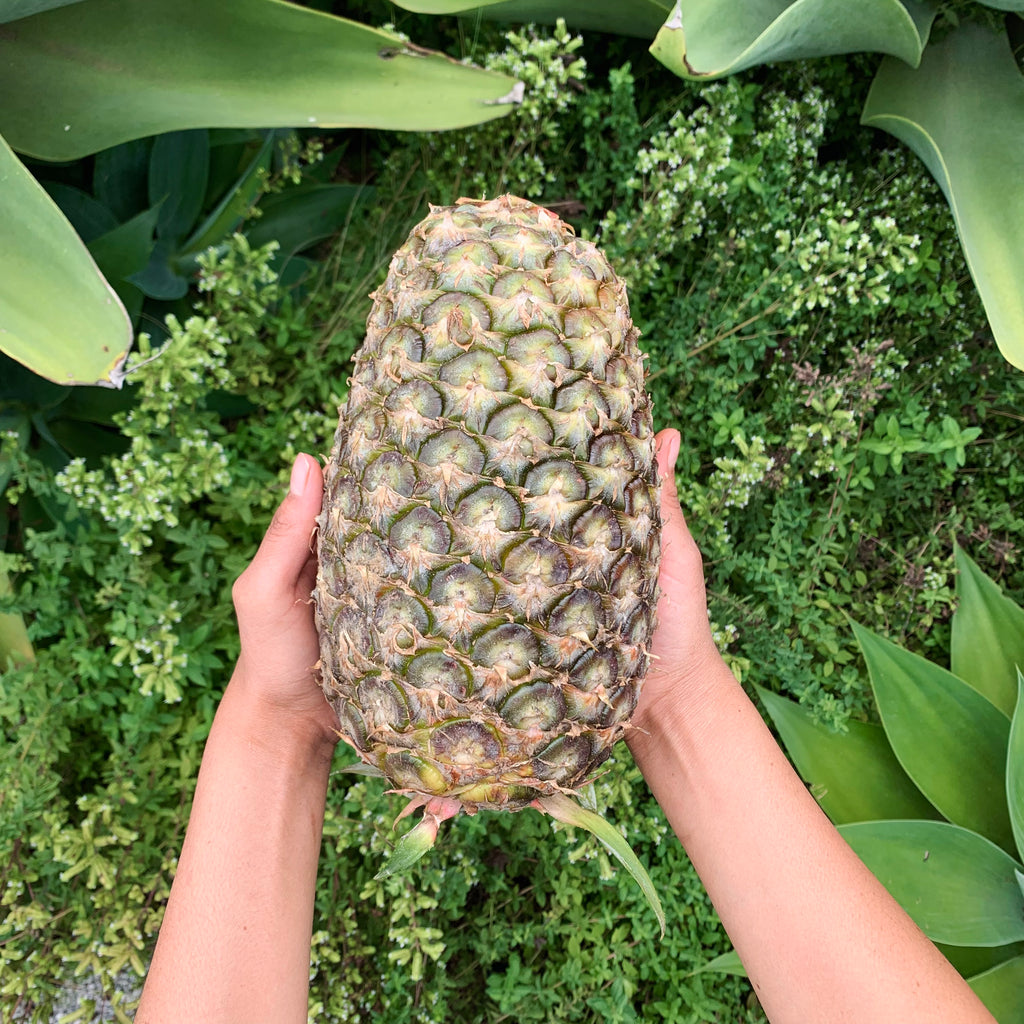 Organic whole pineapple (Piña). Sustainable, regenerative cultivation. Nutrient dense, supports immune function and blood circulation.
