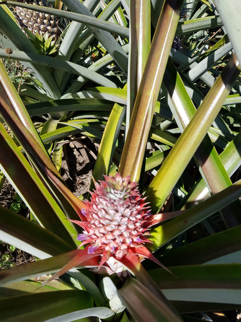 Organic whole pineapple (Piña). Sustainable, regenerative cultivation. Nutrient dense, supports immune function and blood circulation.