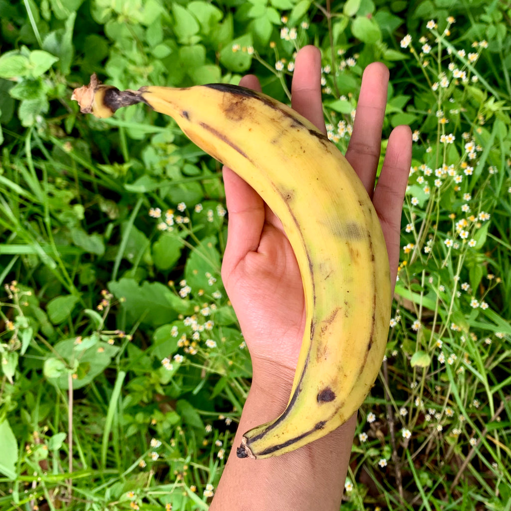 "Beyond organic" plantain (Plátano). Regenerative and sustainable fruit, high in fiber for digestive wellness.