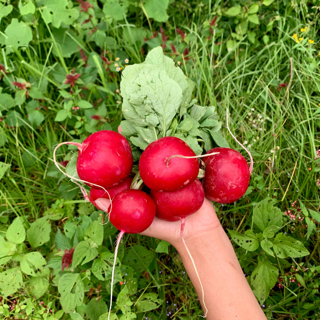 Bunch of fresh, "beyond organic" red radishes (rábano). Regenerative and sustainable cultivation for digestive wellness.