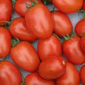 A cluster of fresh, red "beyond organic" Roma tomatoes (Tomate Romano). Regenerative and sustainable cultivation.