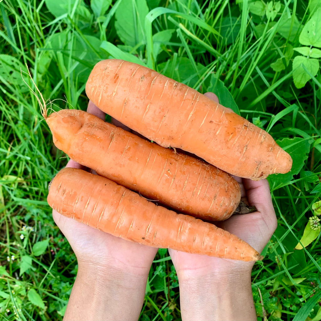 Organic Carrots (Zanahoria). Sustainable, regenerative cultivation. Supports eye, skin, and immune function. Anti-oxidant rich.